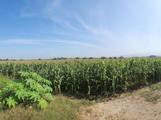 Terreno venta en Chincha Alta, Ica