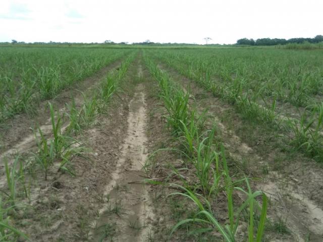 Terreno en venta en Gua, Portuguesa