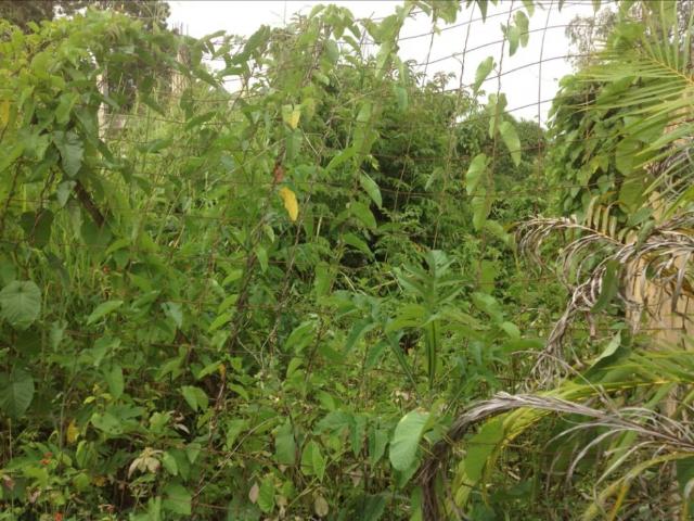 Terreno en venta en Carúpano, Sucre