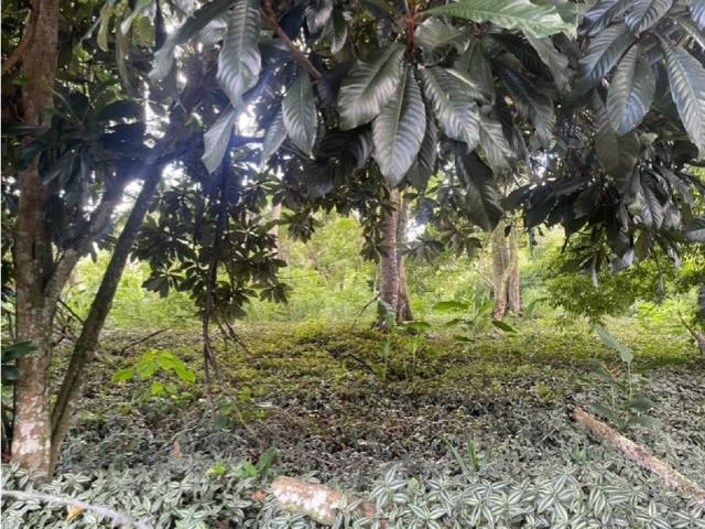 Terreno en venta en Boca De Uchire, Miranda