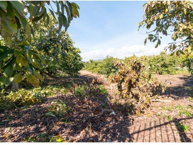 Local Comercial en venta en Campo-Mijas, Costa del Sol Occidental