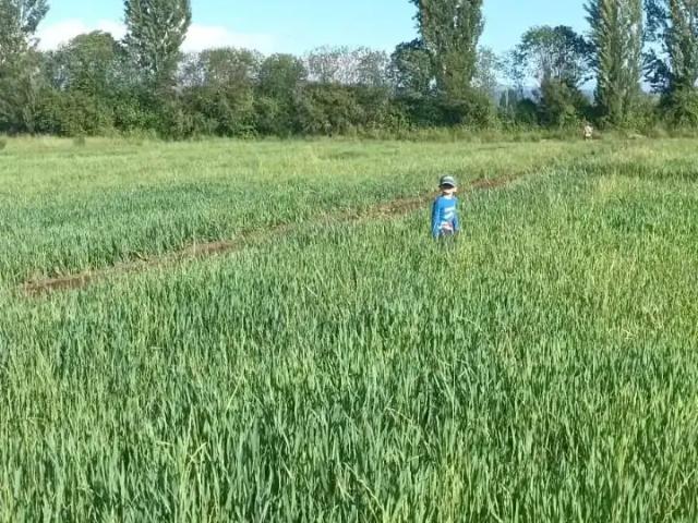 Terreno en venta en Longaví, Maule
