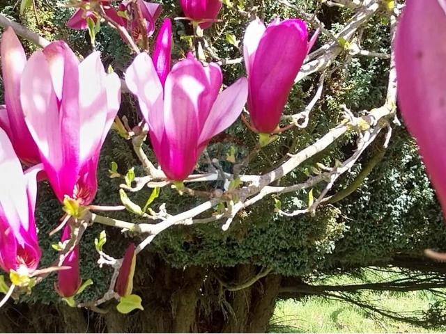 Terreno en Los Ángeles