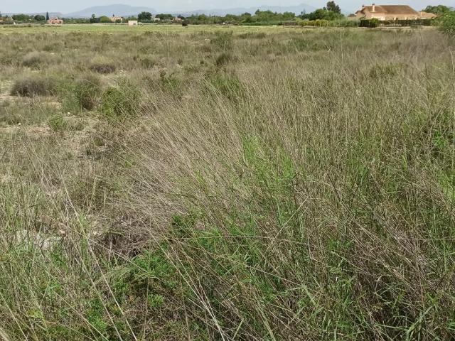 Terreno en venta en Carrús Oest, el Baix Vinalopó