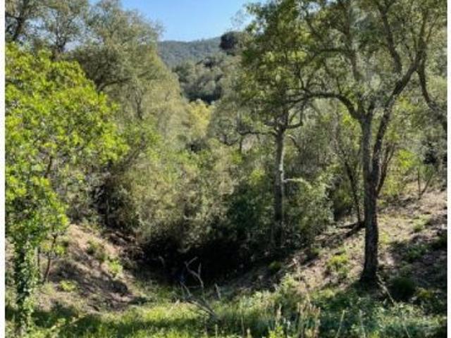 Local Comercial en venta en Lloret Blau, la Selva