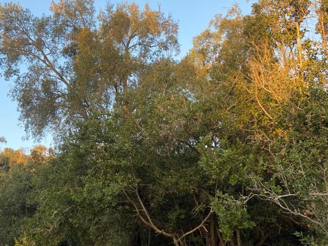 Parcela en Melipilla