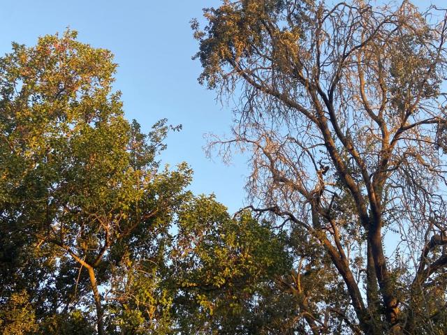 Parcela en Melipilla