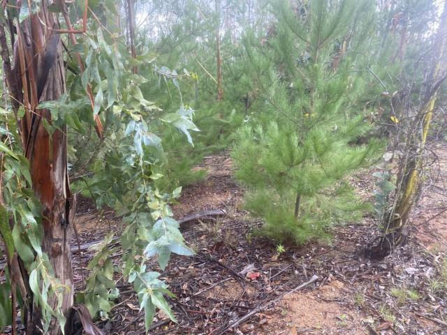 Terreno en Pichilemu