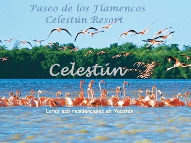 Terreno en Playa Celestun Urge Vender