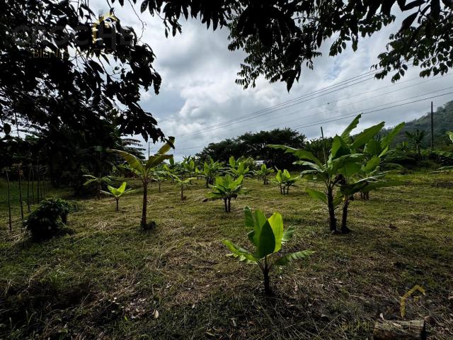 Terreno en renta en Xico, Veracruz