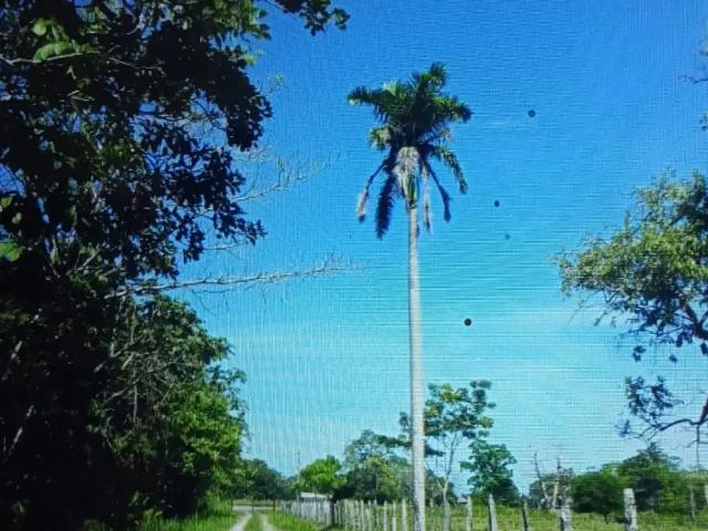 Local Comercial en renta en Cárdenas, Tabasco