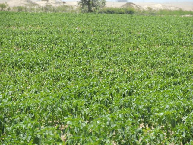Terreno venta en Eulogia Elias de Natter, San Andrés