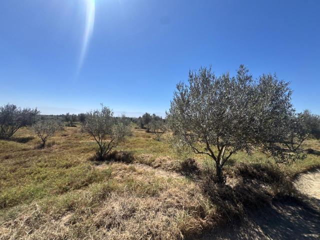 Terreno venta en San Clemente, Ica