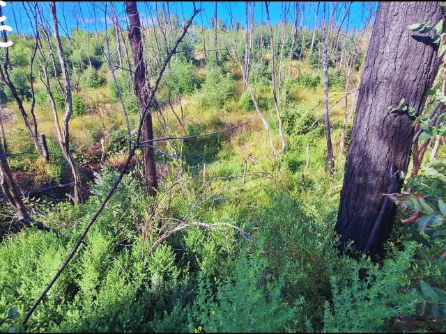 Terreno en venta en Santa Juana, Biobío