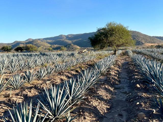 Casa en venta en Tequila, Jalisco