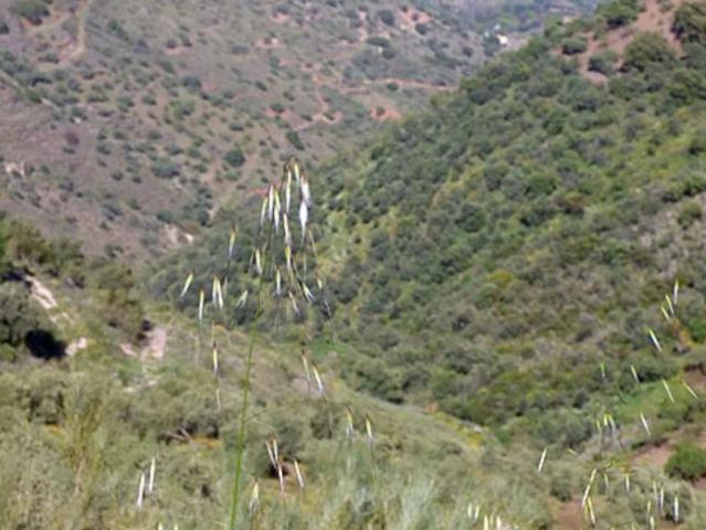 Terreno en venta en Comares, Las Encinillas