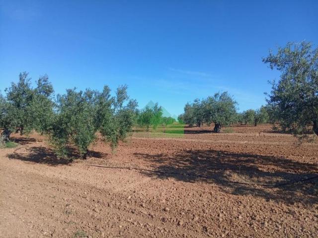 Terreno en venta en Tierra de Barros, Extremadura
