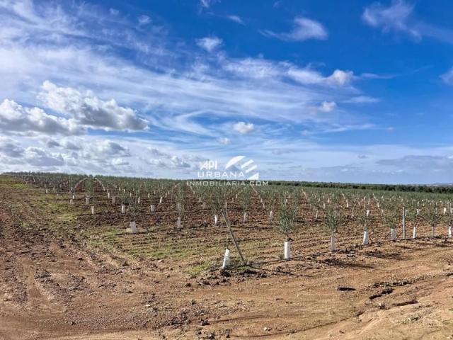 Terreno en venta en Écija, Andalucía