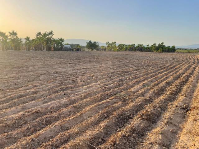 Terreno en venta en la Marina, el Baix Vinalopó