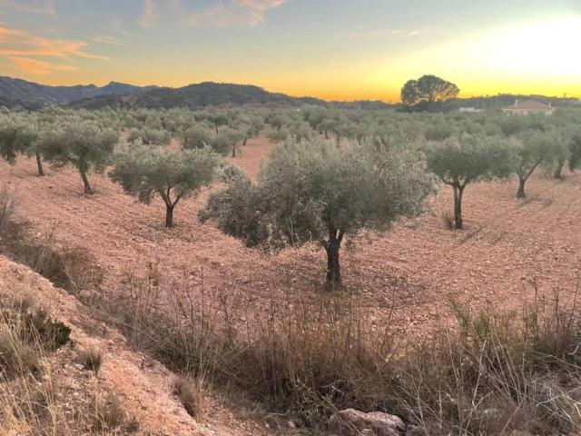 Terreno en venta en Oriental, Murcia