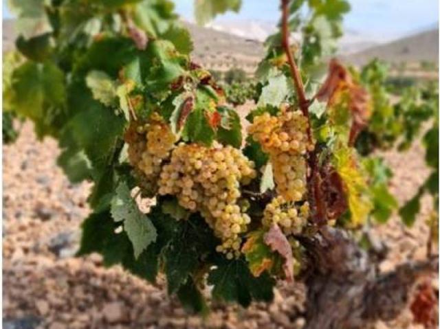 Terreno en venta en Oriental, Murcia