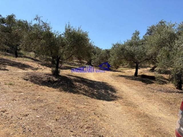 Terreno en venta en Adamuz, Andalucía