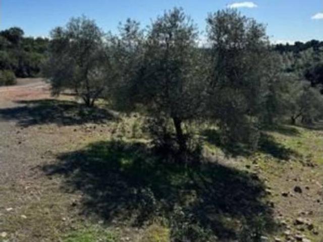 Terreno en venta en Adamuz, Andalucía