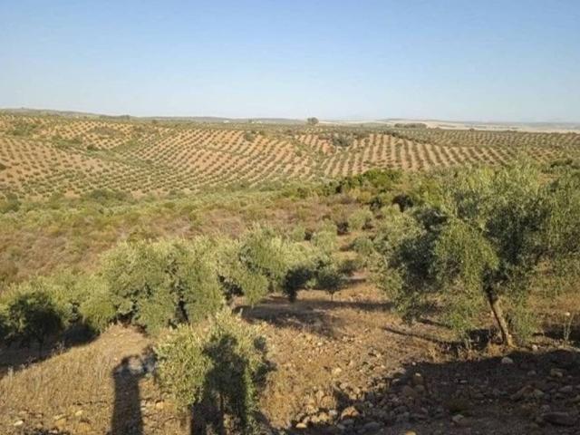 Terreno en venta en Adamuz, Andalucía