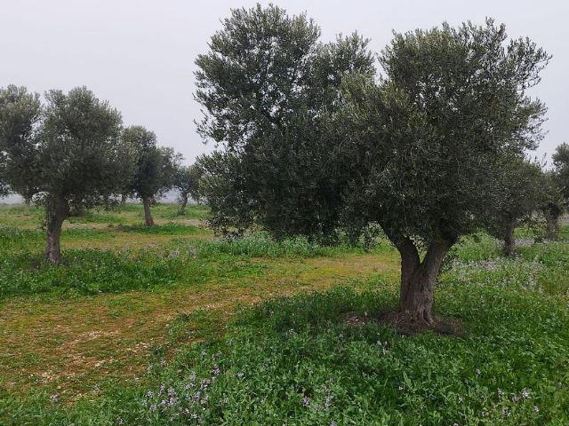 Terreno en venta en Segrià, Catalunya