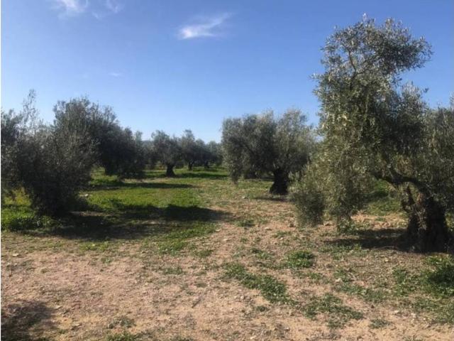 Terreno en venta en Antequera, Andalucía
