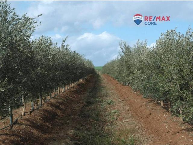 Terreno en venta en Alange, Extremadura