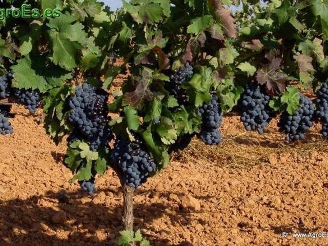Terreno en venta en Alange