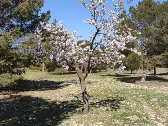Terreno en venta en Albacete, Castilla-La Mancha