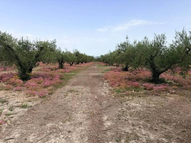 Terreno en venta en la Vall d'Albaida, Valencia