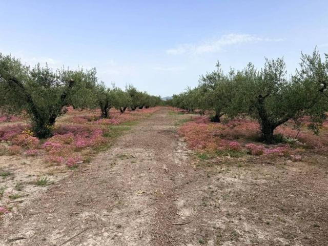 Terreno en venta en la Vall d'Albaida, Valencia