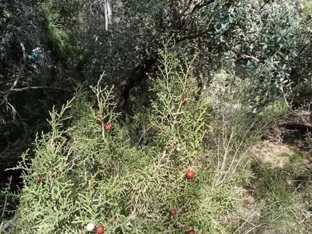 Terreno en venta en Albalate De Zorita, Castilla-La Mancha