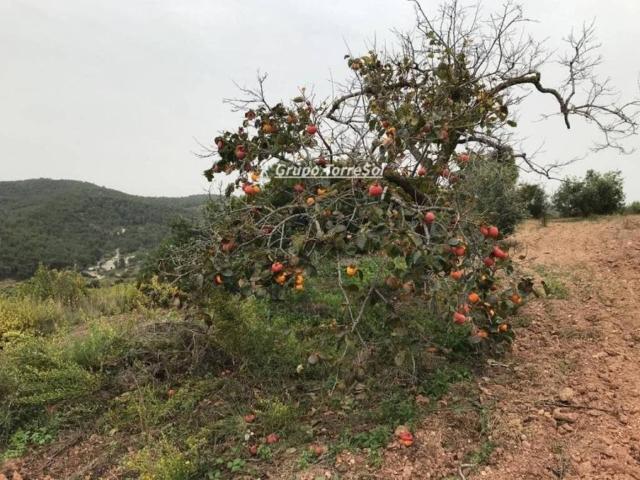 Terreno en venta en Baix Penedès, Catalunya