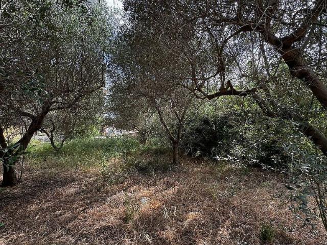 Terreno en venta en Baix Penedès, Catalunya