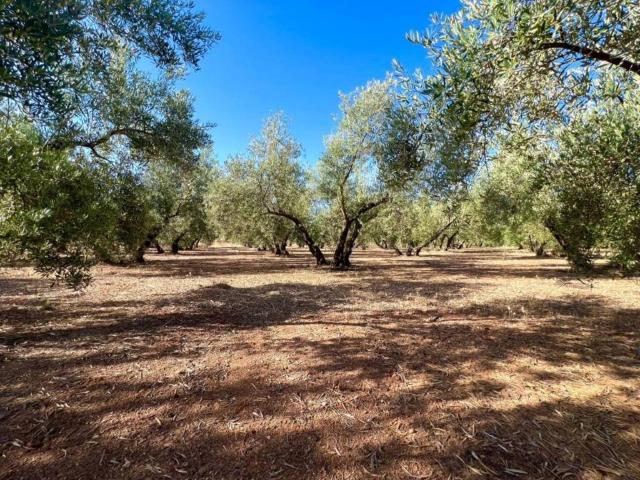 Terreno en venta en Comarca de la Vega de Granada, Andalucía