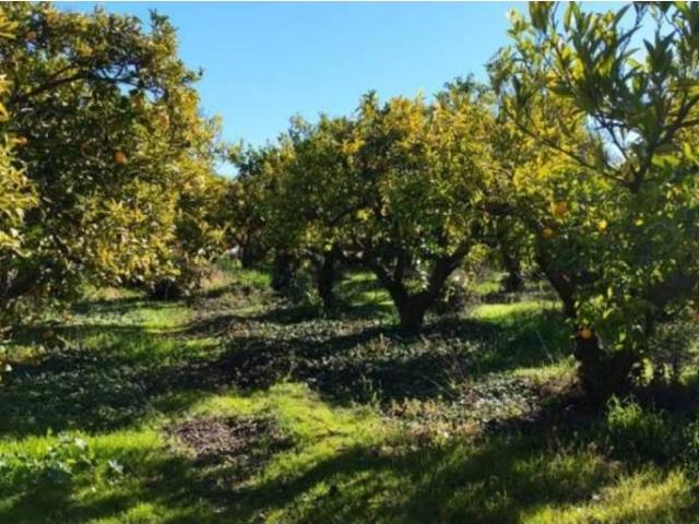 Terreno en venta en Comarca del Valle de Lecrín, Andalucía