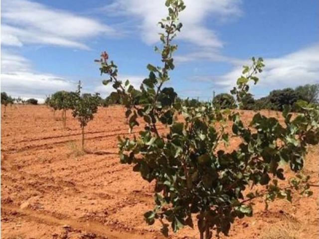 Terreno en venta en Alcadozo, Castilla-La Mancha