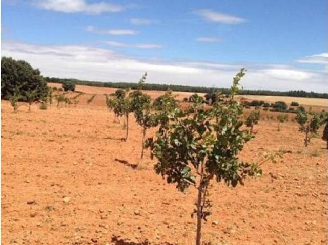 Terreno en venta en Alcadozo, Castilla-La Mancha