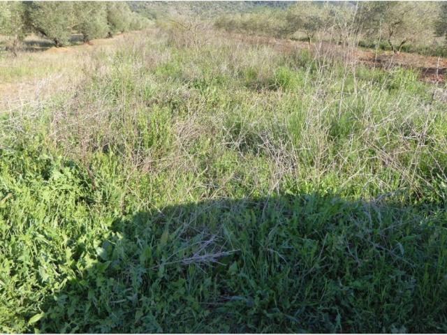 Terreno en venta en Alcossebre, el Baix Maestrat