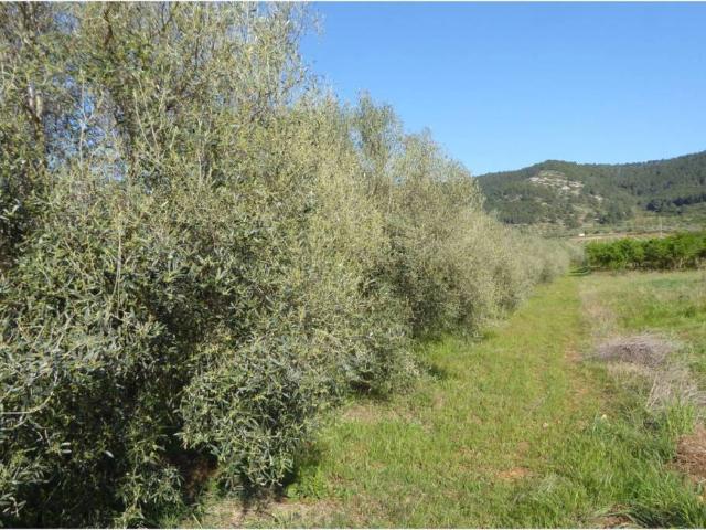 Terreno en venta en Alcossebre, el Baix Maestrat