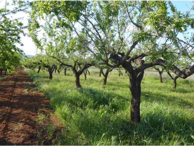 Terreno en venta en Alcossebre, el Baix Maestrat