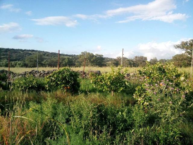 Terreno en venta en Castilblanco De Los Arroyos, Andalucía