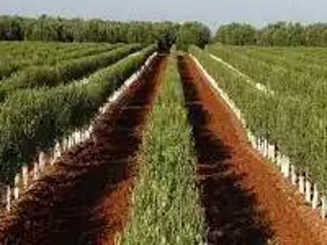 Terreno en venta en Alcalá Del Río, Andalucía