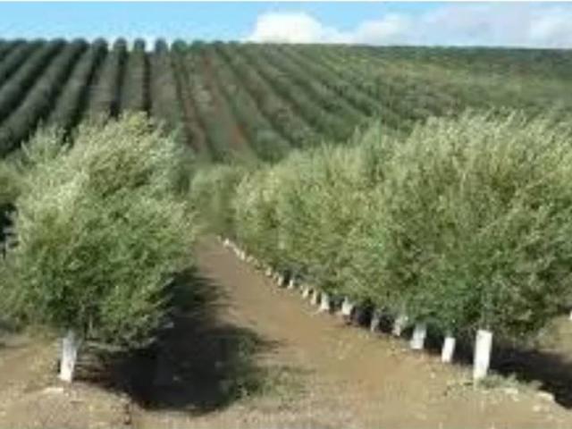 Terreno en venta en Alcalá La Real, Andalucía
