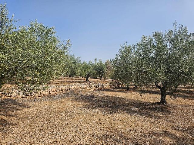 Terreno en venta en Alcanar, Tarragona