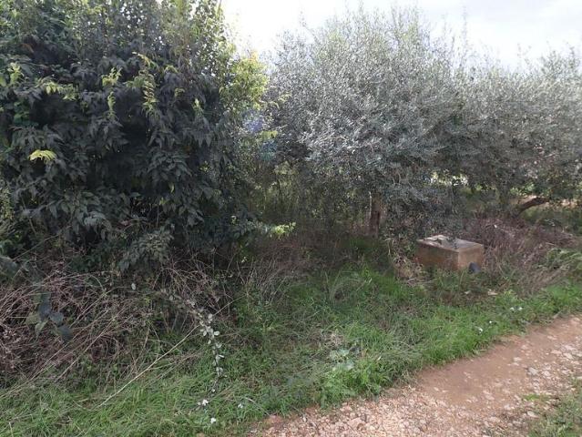 Terreno en venta en Montsià, Catalunya